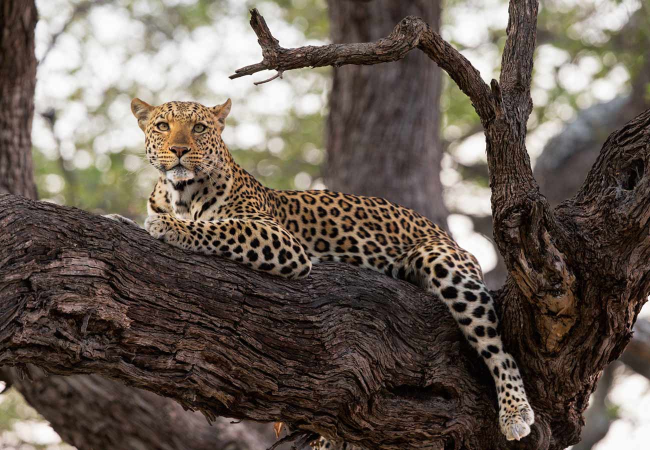 Leopard in Kenia liegt auf einem Baum.